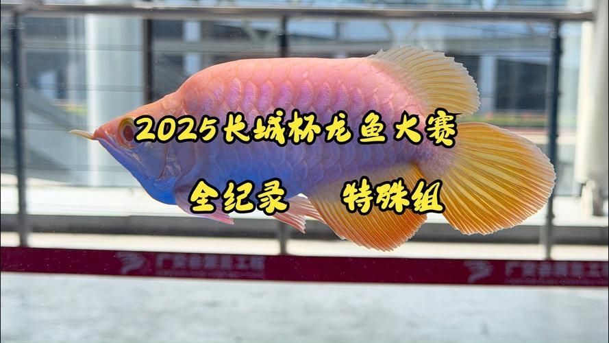 2025年長(zhǎng)城杯龍魚(yú)大賽有何亮點(diǎn)？，2025年“長(zhǎng)城杯”龍魚(yú)錦標(biāo)賽