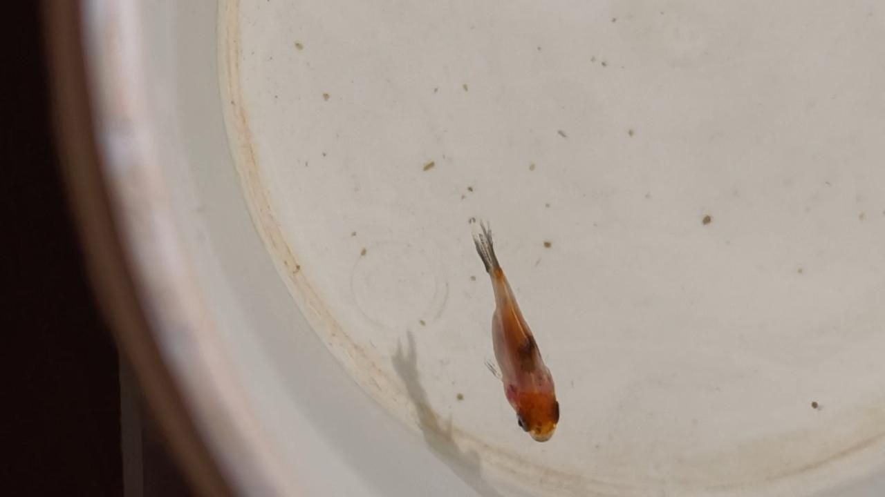 小金魚出生后如何喂養，小金魚出生后如何喂養，小金魚幼苗養護指南