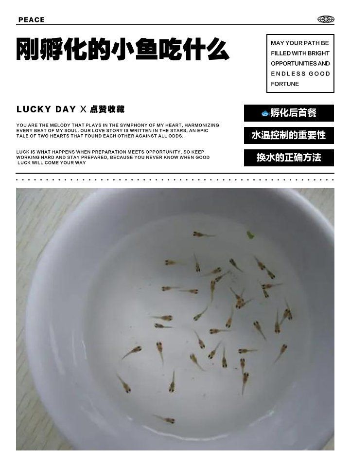 小金魚出生后如何喂養，小金魚出生后如何喂養，小金魚幼苗養護指南