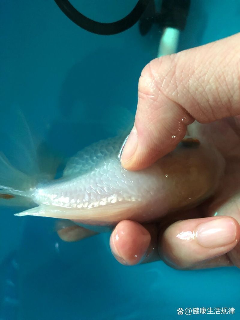 金魚腹水炸鱗病有哪些癥狀，金魚腹水炸鱗病是一種常見的魚類疾病主要癥狀包括：
