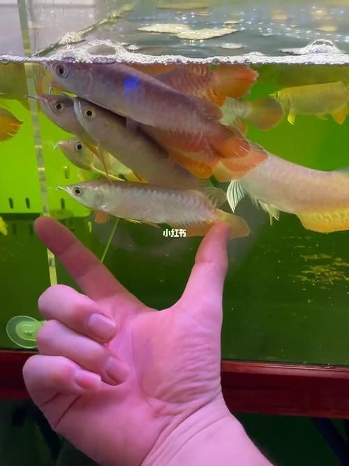 給我提供1-2cm金龍魚幼苗的圖片，1-2cm金龍魚幼苗的飼養方法