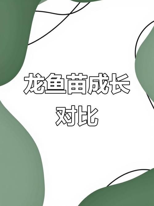 給我提供1-2cm金龍魚幼苗的圖片，1-2cm金龍魚幼苗的飼養方法