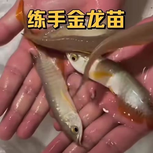 給我提供1-2cm金龍魚幼苗的圖片，1-2cm金龍魚幼苗的飼養方法