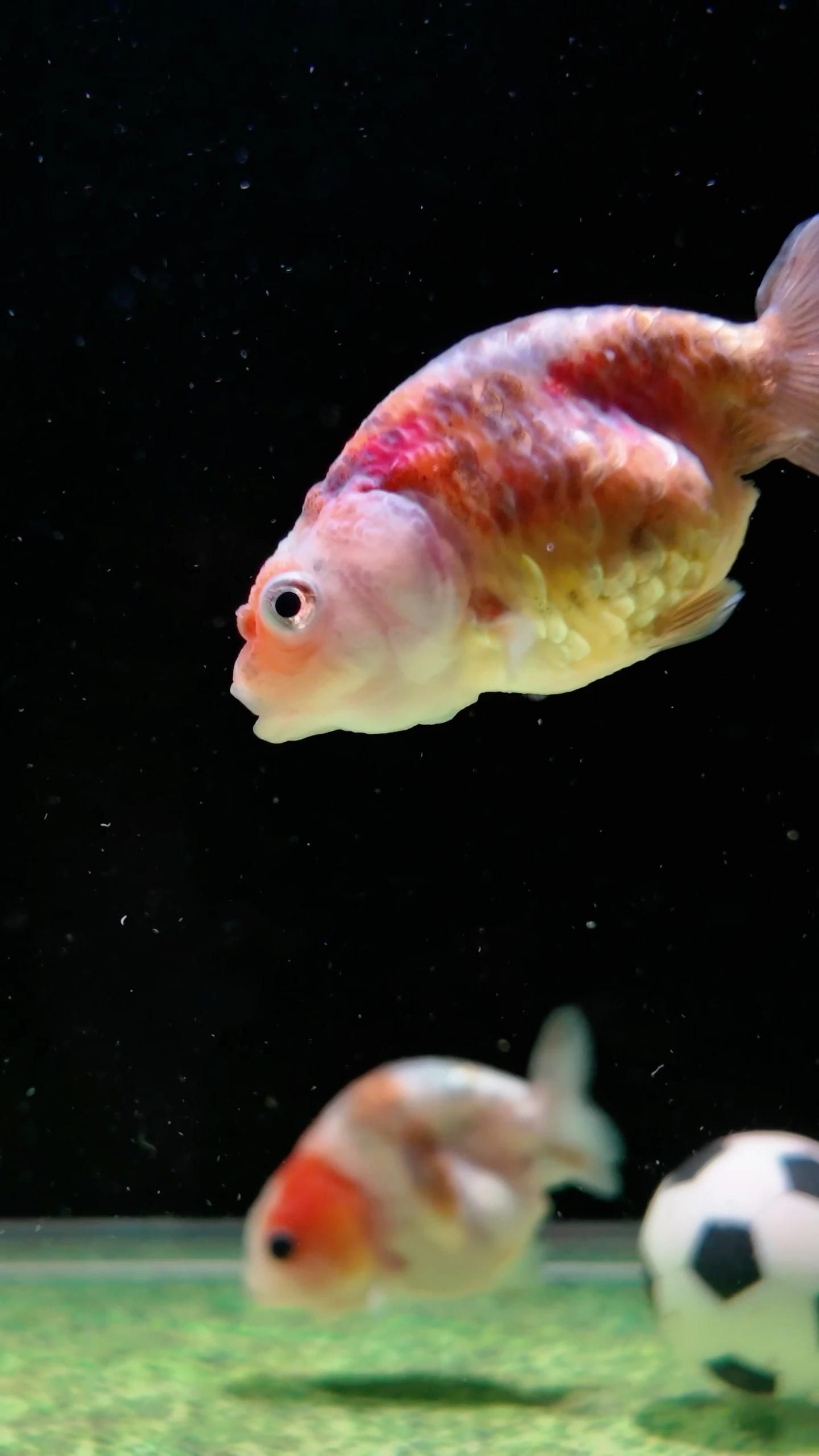 魚身上有血絲會自行消失嗎，觀賞魚紅血絲自愈與治療判斷流程圖
