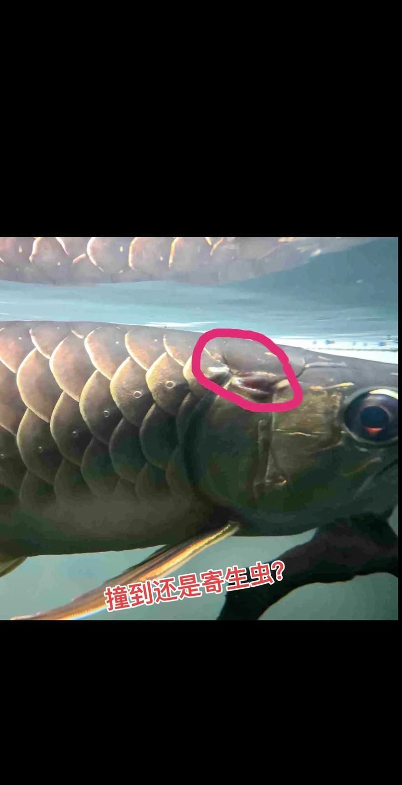 給我一份龍魚寄生蟲對照圖鑒，如何判斷龍魚寄生蟲感染