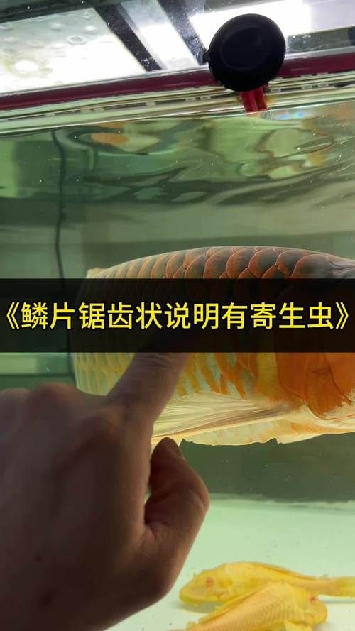 給我一份龍魚寄生蟲對照圖鑒，如何判斷龍魚寄生蟲感染