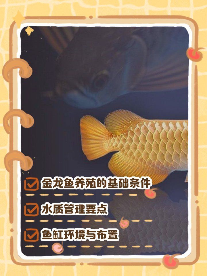 金龍魚養(yǎng)殖技術有哪些