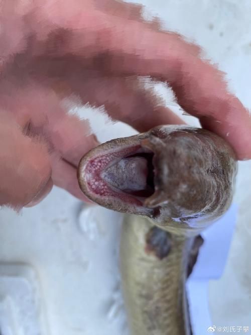 如何辨別真假福建土龍魚？，如何辨別真假福建土龍魚