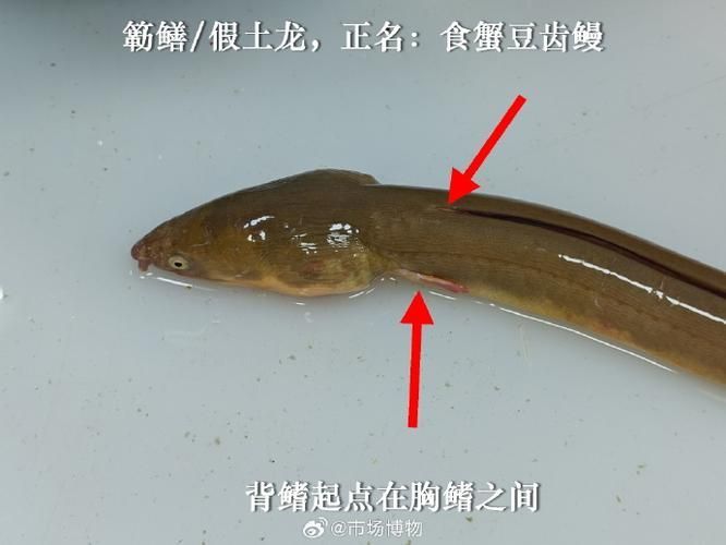 如何辨別真假福建土龍魚？，如何辨別真假福建土龍魚
