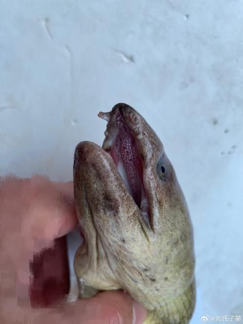 如何辨別真假福建土龍魚？，如何辨別真假福建土龍魚