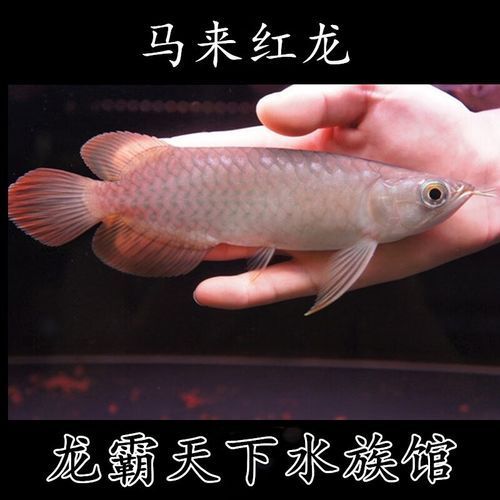 號半紅龍的價格是多少，號半紅龍的價格是多少號半紅龍的價格是多少