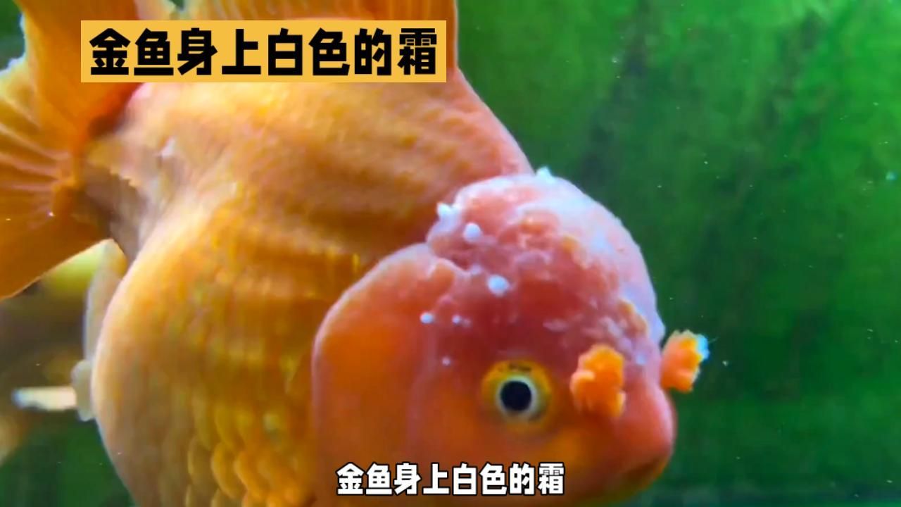 金魚(yú)身上有白色霜狀怎么治，寵物生活妙招，金魚(yú)身上有白色霜狀怎么治