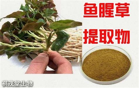 龍魚翻腮最怕三個辦法，龍魚翻腮怎么辦