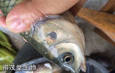 龍魚鰓上凸起的小包會(huì)感染其他疾病嗎？