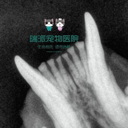 龍貓先天性疾病有哪些常見類型，龍貓先天性疾病、胸腔積液、脾臟栓塞類型思考完成