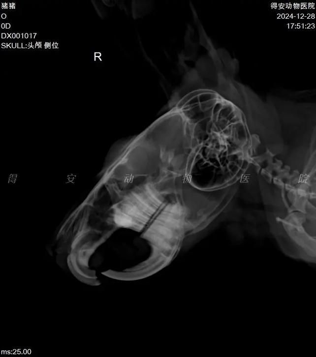 龍貓先天性疾病有哪些常見類型，龍貓先天性疾病、胸腔積液、脾臟栓塞類型思考完成