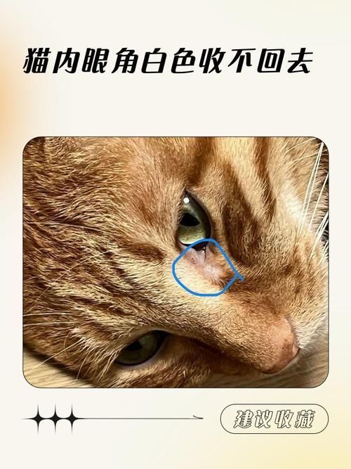 龍貓先天性疾病有哪些常見類型，龍貓先天性疾病、胸腔積液、脾臟栓塞類型思考完成