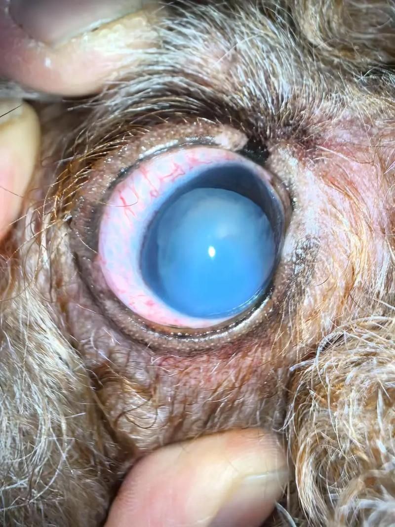 龍貓先天性疾病有哪些常見類型，龍貓先天性疾病、胸腔積液、脾臟栓塞類型思考完成