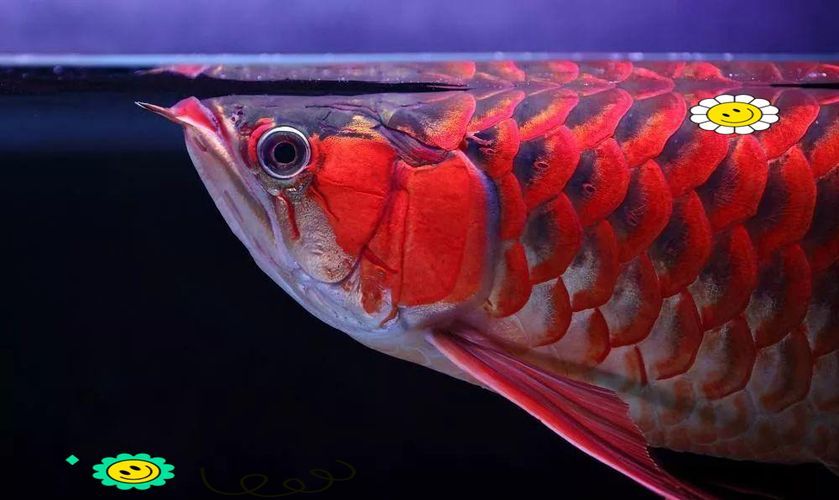 給我一些判斷雙橋龍魚新鮮度的圖片或視頻