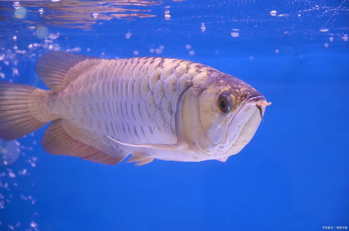 給我一些判斷雙橋龍魚新鮮度的圖片或視頻