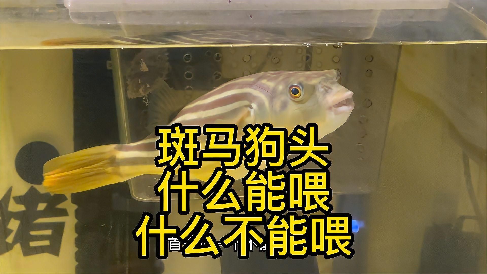 斑馬狗頭魚多久喂一次？