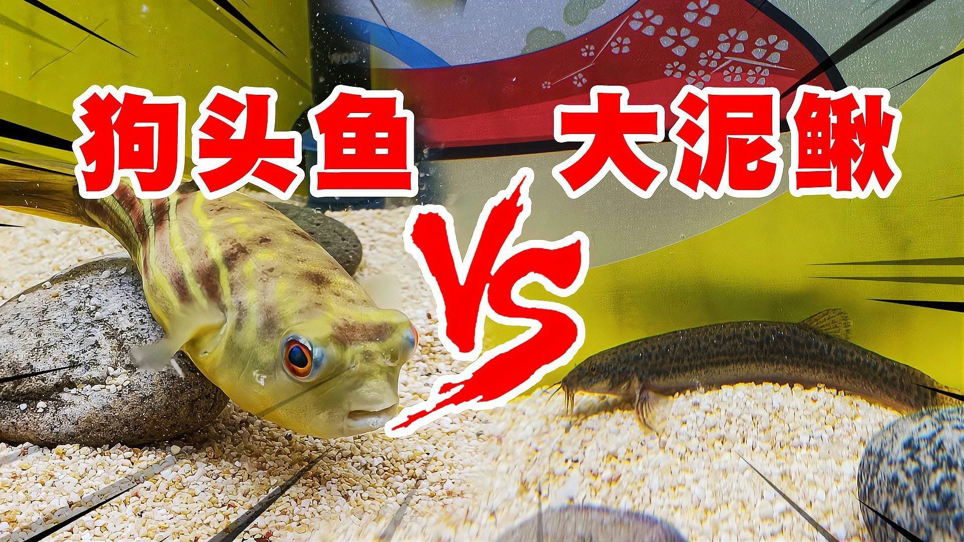 斑馬狗頭魚多久喂一次？