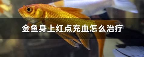金魚充血自己能好嗎，金魚充血怎么辦
