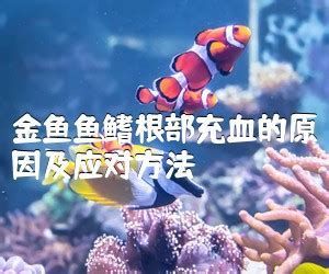 金魚充血自己能好嗎，金魚充血怎么辦