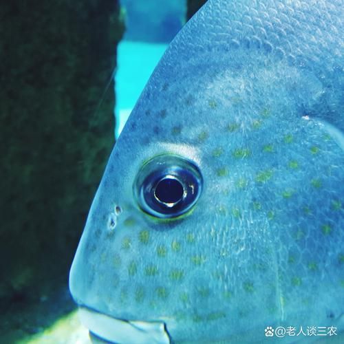 如何預防金龍魚眼睛出現(xiàn)白點？，如何預防金龍魚眼睛出現(xiàn)白點