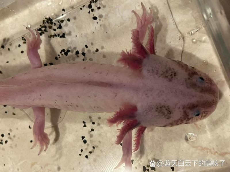 六角恐龍魚繁殖需要哪些條件，六角恐龍魚繁殖需要滿足以下幾個條件