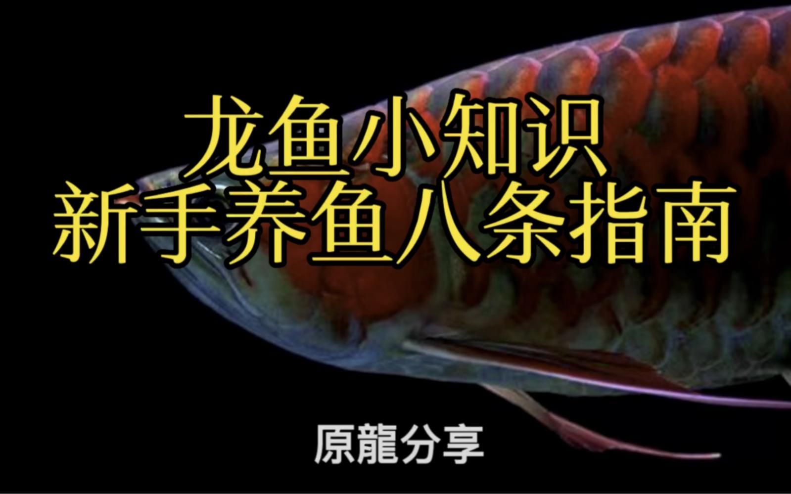 一條普通龍魚需要多大的飼養空間，一條成年的普通龍魚需要多大的空間來確保其健康和幸福