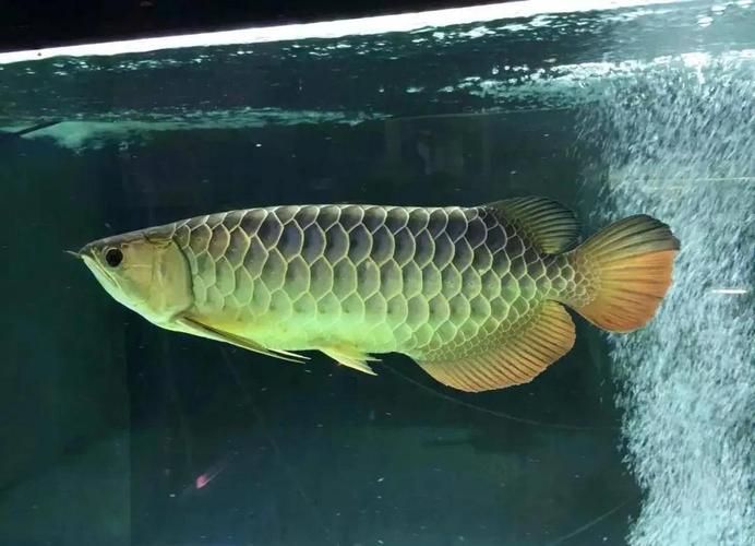 給我一些鑒別陽山龍魚真偽的圖片示例