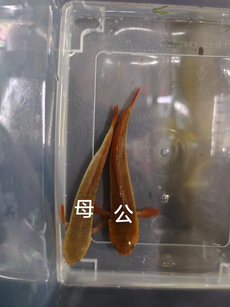 給我一些辨別真假都勻龍魚的圖片