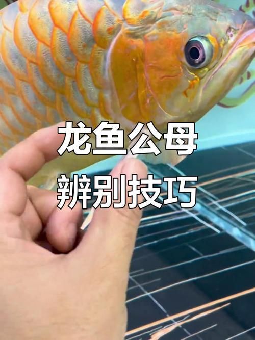 給我一些辨別真假都勻龍魚的圖片