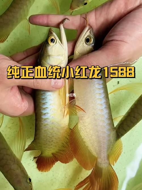 給我一些辨別真假都勻龍魚的圖片