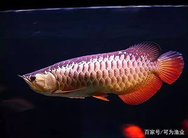 如何鑒別瓊山龍魚的品種和品相