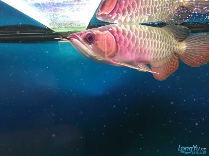 龍魚腹水癥狀有哪些圖片