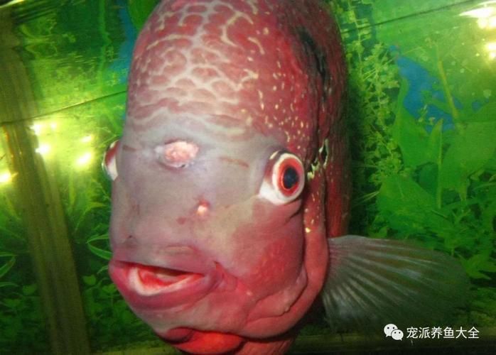 如何判斷觀賞魚是否受傷，如何判斷觀賞魚受傷