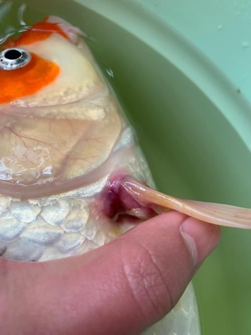 如何判斷觀賞魚是否受傷，如何判斷觀賞魚受傷