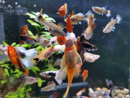 如何判斷觀賞魚是否受傷，如何判斷觀賞魚受傷