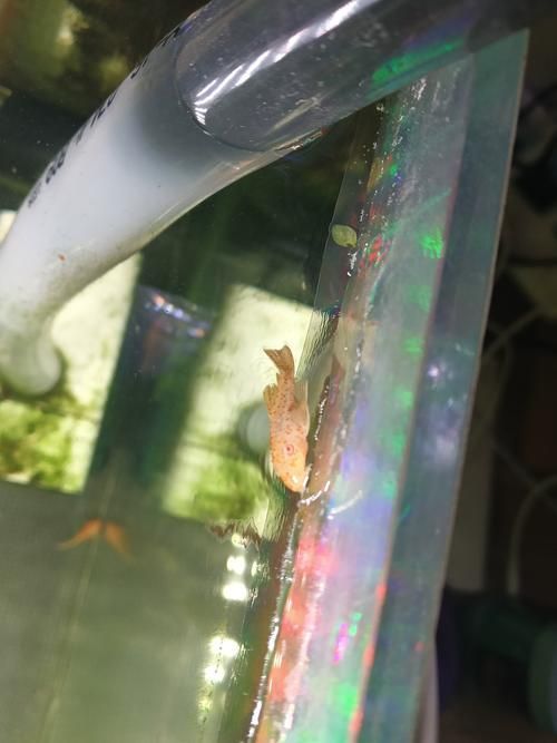 如何判斷觀賞魚是否受傷，如何判斷觀賞魚受傷