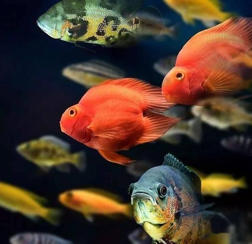 如何判斷觀賞魚是否受傷，如何判斷觀賞魚受傷