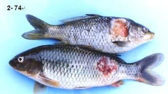如何判斷觀賞魚是否受傷，如何判斷觀賞魚受傷