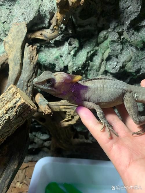 虎魚百科，“虎魚”的知識