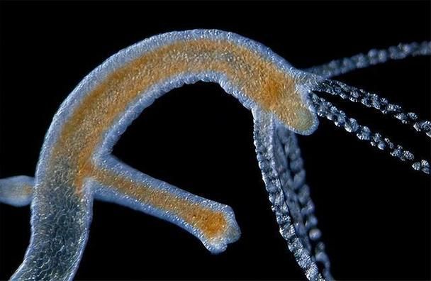 虎魚百科，“虎魚”的知識