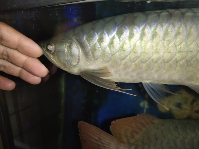 龍魚充血圖片，龍魚充血是一種常見的觀賞魚健康問題，龍魚充血治療需要多久
