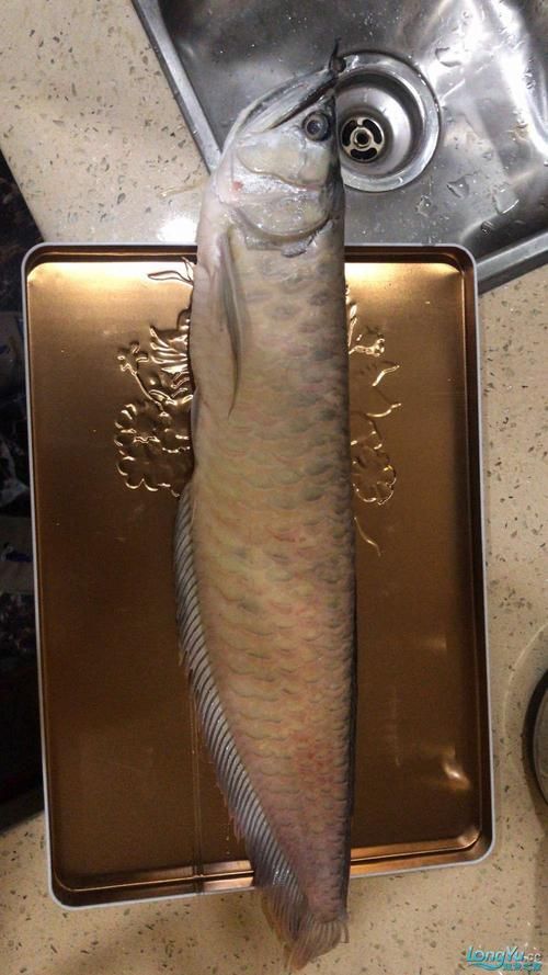 龍魚充血圖片，龍魚充血是一種常見的觀賞魚健康問題，龍魚充血治療需要多久