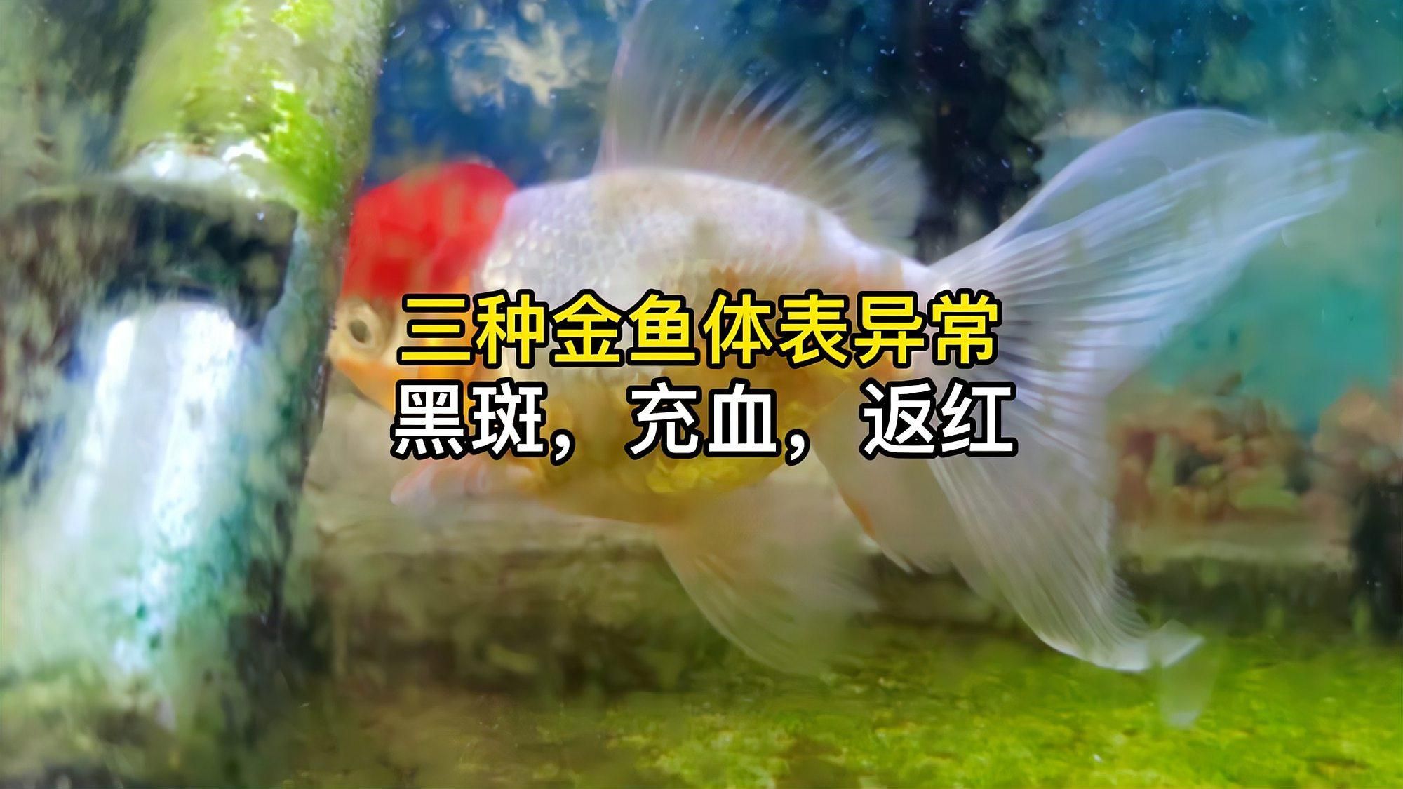 哪種金魚品種對充血最敏感