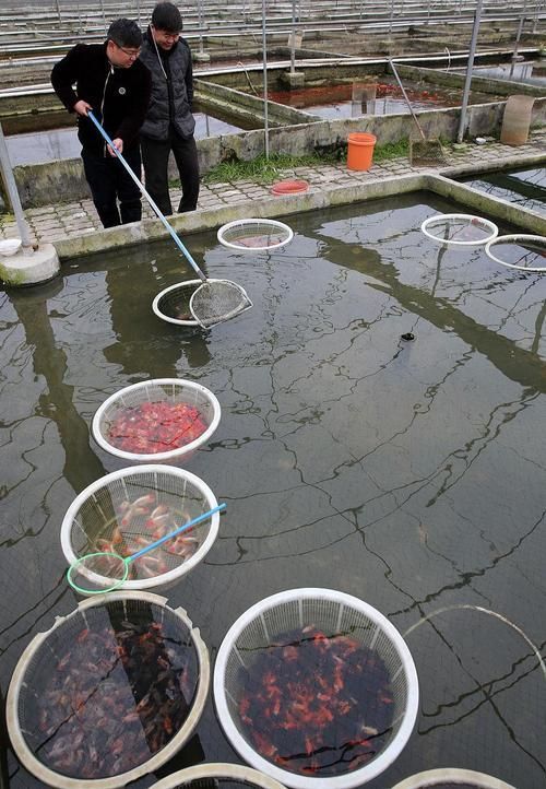 三穗龍魚有哪些飼養技巧，三穗龍魚的飼養技巧思考完成,用戶要求詳解三穗龍魚的飼養技巧