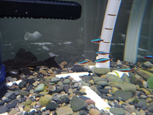 三穗龍魚有哪些飼養技巧，三穗龍魚的飼養技巧思考完成,用戶要求詳解三穗龍魚的飼養技巧